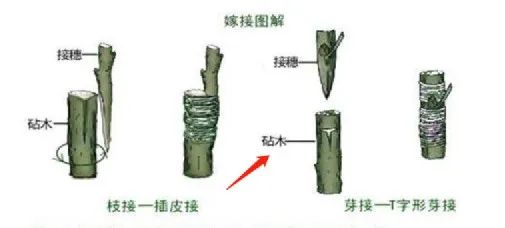 跨境电商物流寄生虫与宿主，及中国亚马逊卖家的“品牌软骨症”（长文）