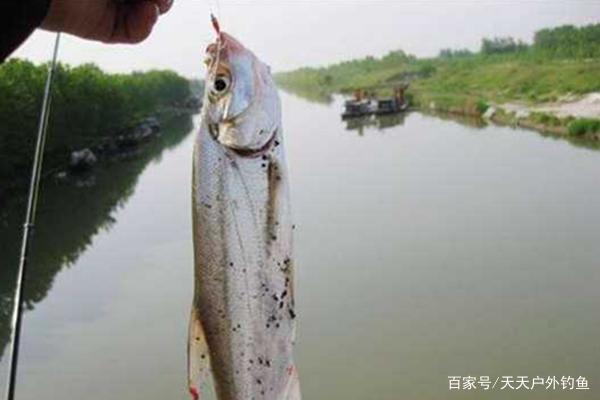 虾皮串钩钓大翘嘴技巧，没钓过大翘嘴，不是鱼少，而是钓法不对！