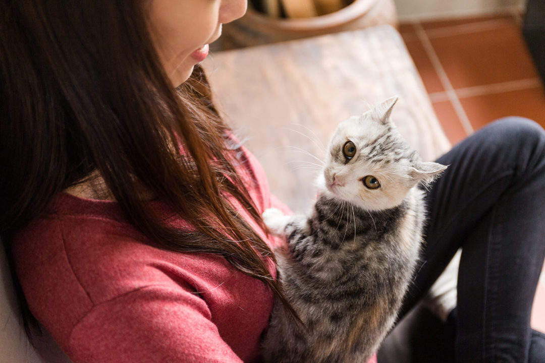 跨境电商平台宠物数量超过1800万！日本宠物市场发展火热