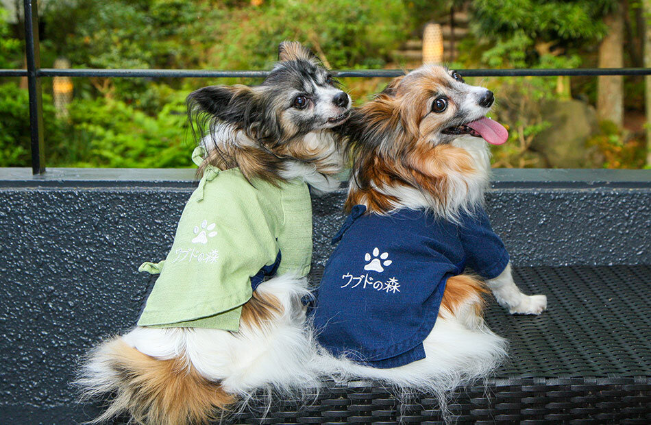 出海宠物数量超过1800万！日本宠物市场发展火热