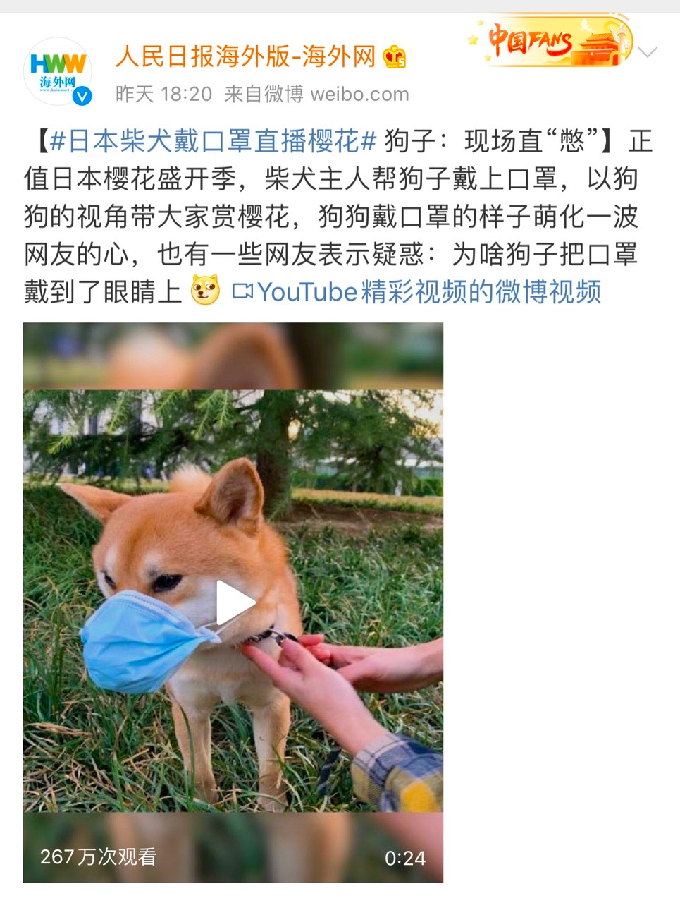 跨境出海一只狗也能红！考拉海购上线内容社区，发力种草经济