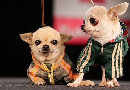出海万圣节销售趋势：宠物服装将在美国爆卖！